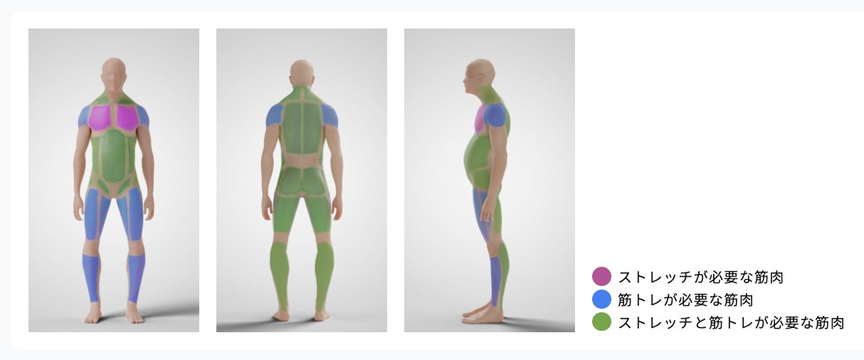 ストレッチや筋トレが必要な筋肉を色分けした3Dモデル